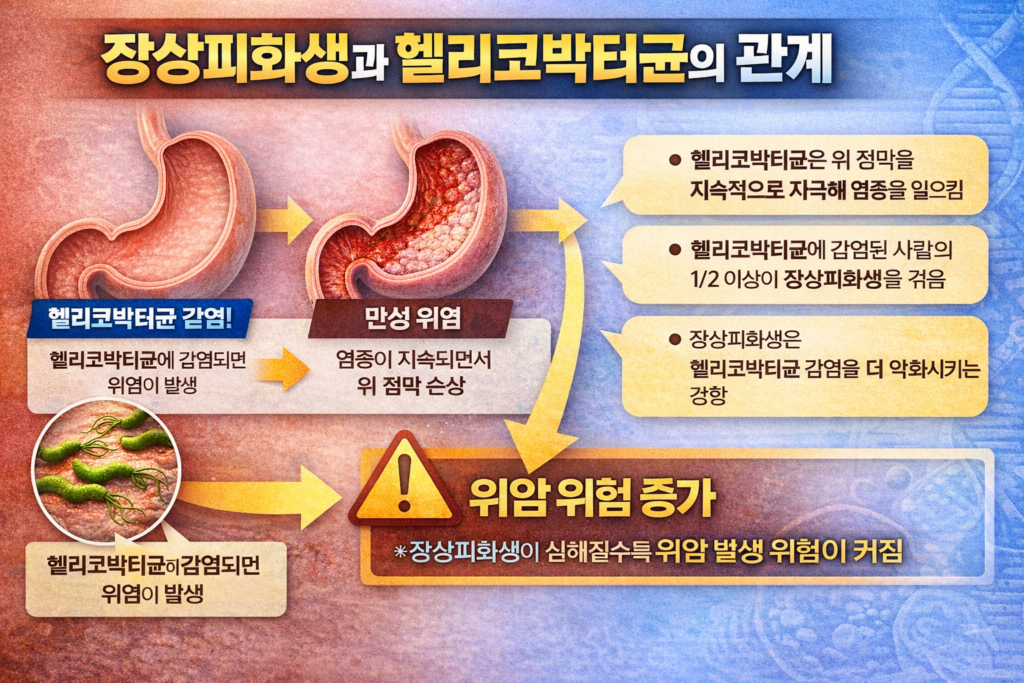 장상피화생과 헬리고박터균 관계 및 위 점막 변화 설명 인포그래픽
