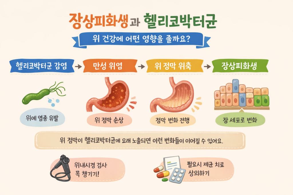 장상피화생과 헬리코박터균의 관계를 설명한 인포그래픽으로, 헬리코박터균 감염 → 만성 위염 → 위 점막 위축 → 장상피화생으로 이어지는 과정을 시각적으로 보여주며 위내시경 검사와 제균 치료의 중요성을 안내합니다.