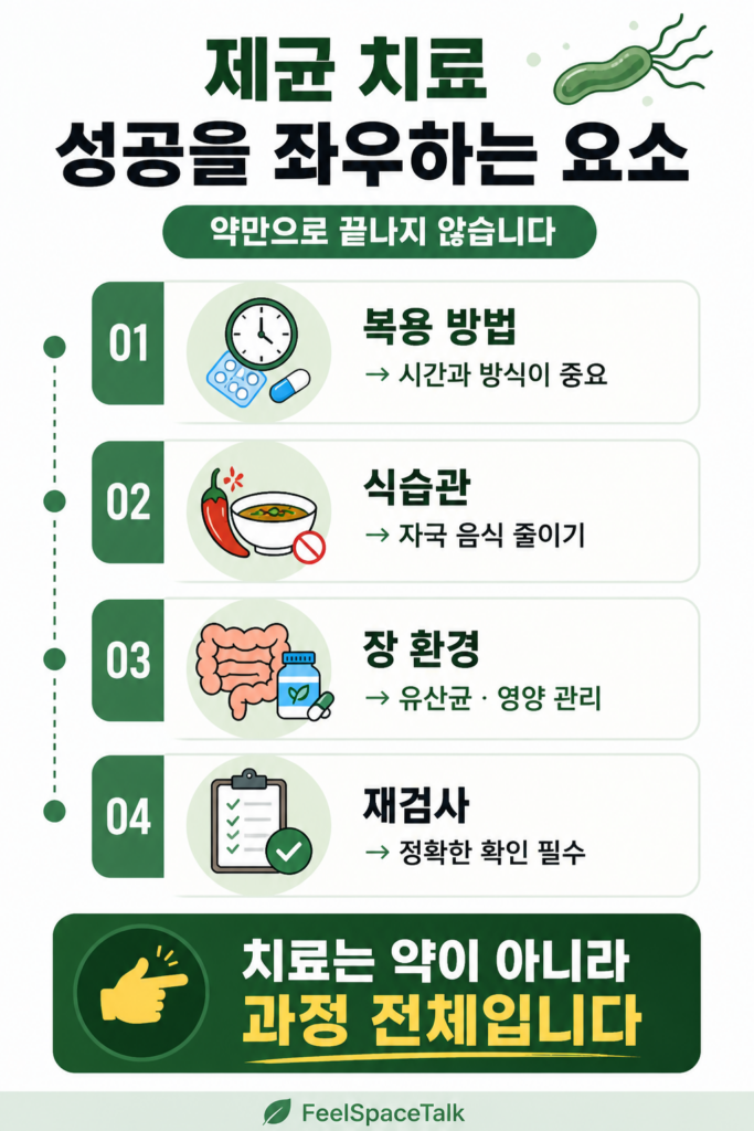 제균 치료 성공에 영향을 주는 요소(복용 방법, 식습관, 장 환경, 재검사)를 단계별로 정리하고, 치료는 약이 아닌 전체 과정임을 강조한 인포그래픽